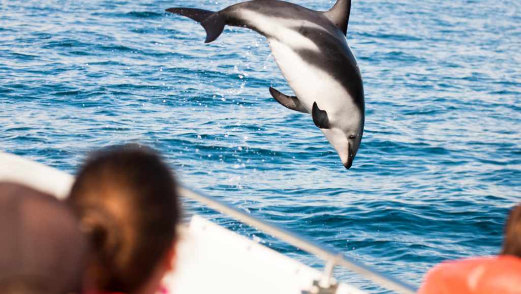 delfiny rejsy majorka
